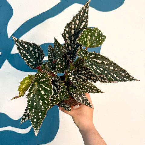 Begonia maculata - Polka Dot Begonia - Sprouts of Bristol