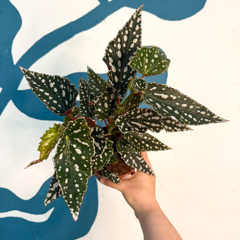 Begonia maculata - Polka Dot Begonia - Sprouts of Bristol