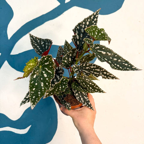 Begonia maculata - Polka Dot Begonia - Sprouts of Bristol