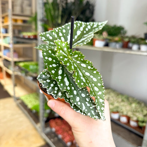 Begonia maculata ‘Silverspot’ – White Polka Dot Begonia - Sprouts of Bristol