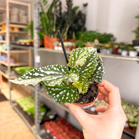 Begonia maculata ‘Silverspot’ – White Polka Dot Begonia - Sprouts of Bristol
