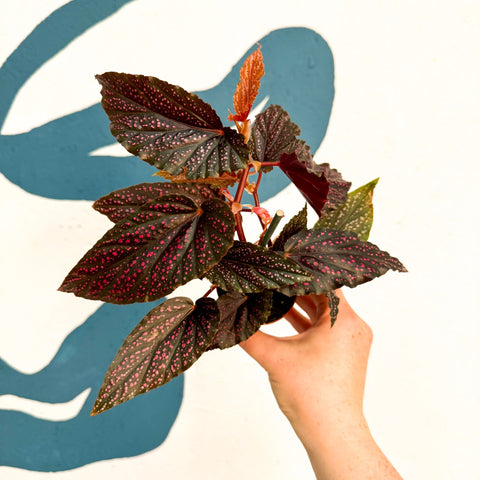 Begonia 'Pink Spot' - Pink Polka Dot Begonia - Sprouts of Bristol