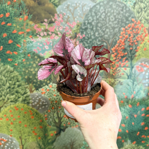 Begonia rex 'Beleaf Mix' - Sprouts of Bristol