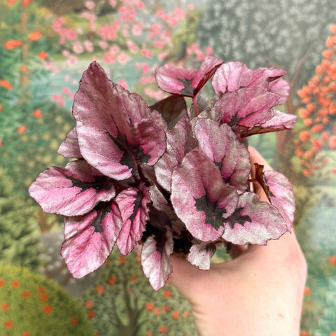 Begonia rex 'Beleaf Mix' - Sprouts of Bristol
