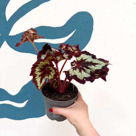 Begonia rex 'China Curl' - Welsh Grown - Sprouts of Bristol