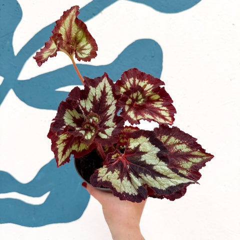 Begonia rex 'China Curl' - Welsh Grown - Sprouts of Bristol