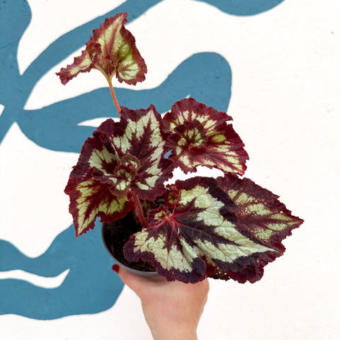 Begonia rex 'China Curl' - Welsh Grown - Sprouts of Bristol
