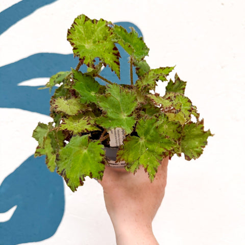 Begonia rex 'Cleopatra' - Welsh Grown - Sprouts of Bristol