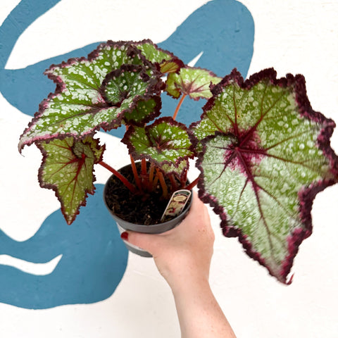 Begonia rex 'Cosmic Carnival' - Welsh Grown - Sprouts of Bristol