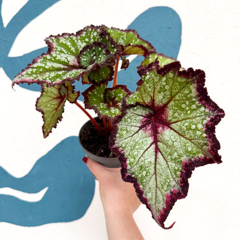 Begonia rex 'Cosmic Carnival' - Welsh Grown - Sprouts of Bristol