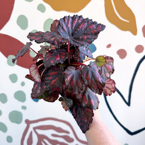 Begonia rex 'Etna' - Sprouts of Bristol