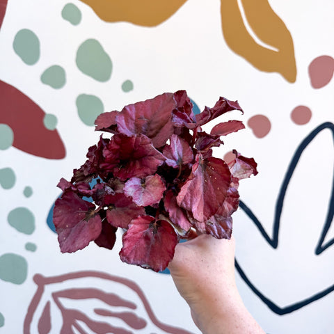 Begonia rex 'Red Bull' - Sprouts of Bristol