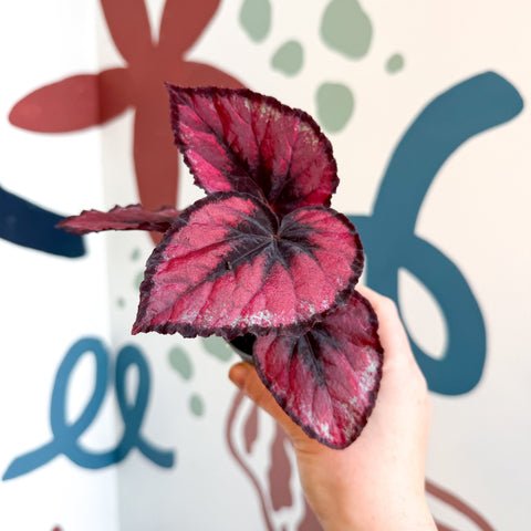 Begonia rex 'Red Kiss' - Sprouts of Bristol