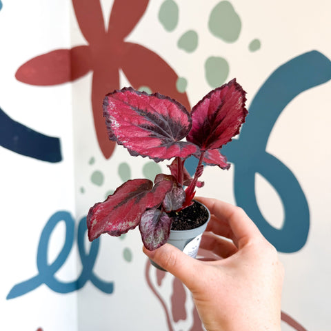 Begonia rex 'Red Kiss' - Sprouts of Bristol