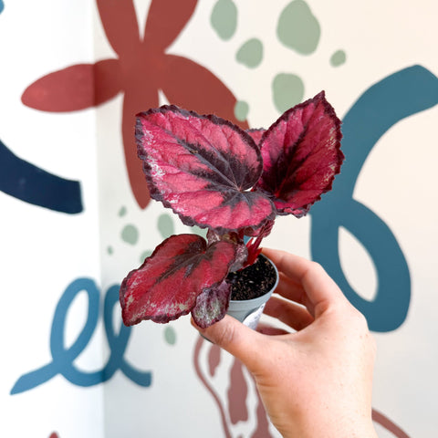 Begonia rex 'Red Kiss' - Sprouts of Bristol