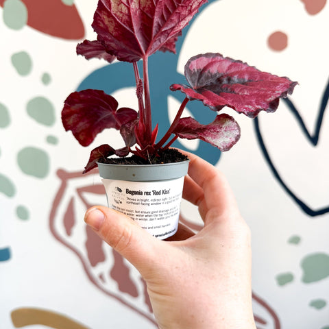 Begonia rex 'Red Kiss' - Sprouts of Bristol