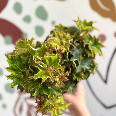 Begonia rex 'Sea Urchin' - Welsh Grown - Sprouts of Bristol