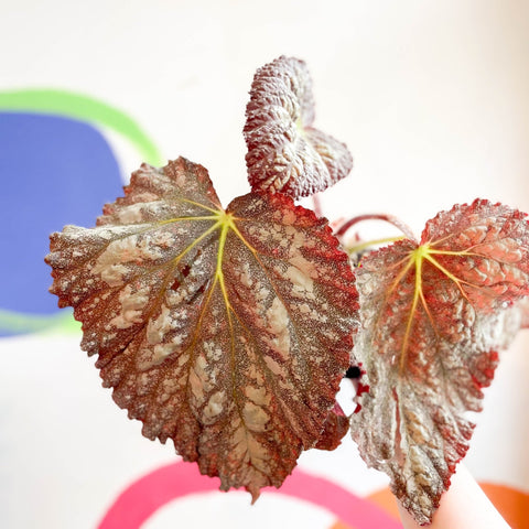 Begonia rex 'Solid Silver' - Welsh Grown - Sprouts of Bristol