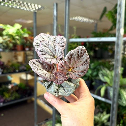 Begonia rex 'Spirit Of Bali' - Sprouts of Bristol