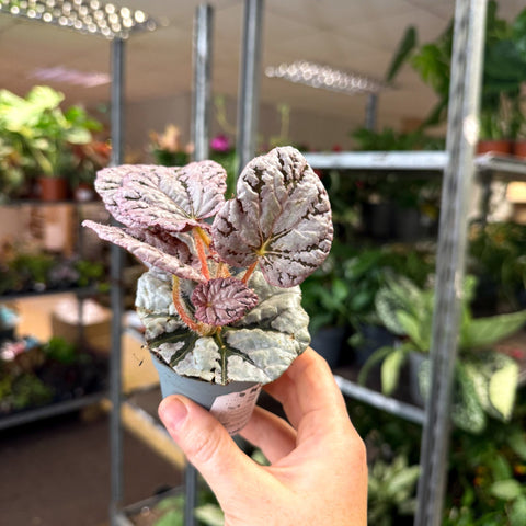 Begonia rex 'Spirit Of Bali' - Sprouts of Bristol