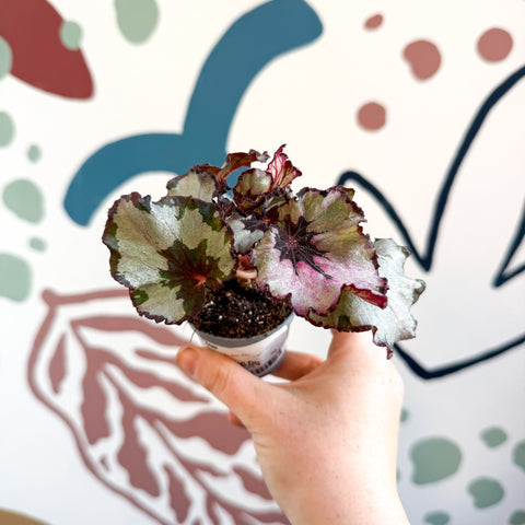Begonia rex 'Spirit Of Kwale' - Sprouts of Bristol