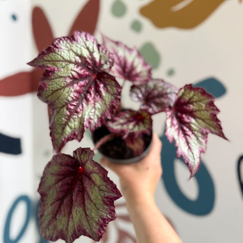 Begonia rex 'Wicked' - Welsh Grown - Sprouts of Bristol