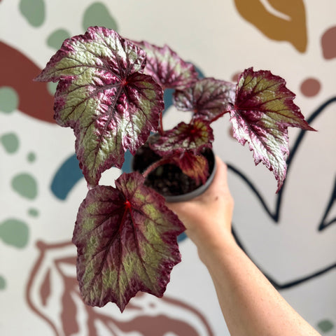 Begonia rex 'Wicked' - Welsh Grown - Sprouts of Bristol