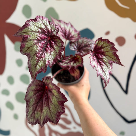 Begonia rex 'Wicked' - Welsh Grown - Sprouts of Bristol