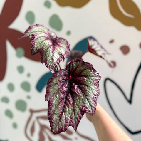 Begonia rex 'Wicked' - Welsh Grown - Sprouts of Bristol