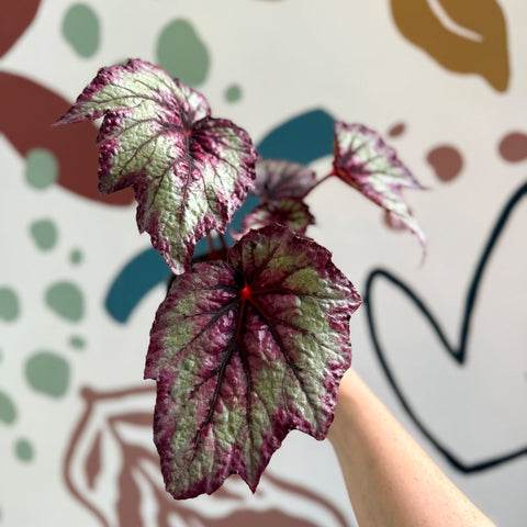Begonia rex 'Wicked' - Welsh Grown - Sprouts of Bristol