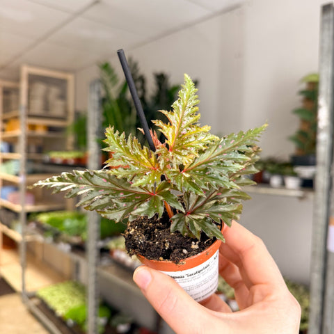 Begonia ‘Seratipetala’ – Angel Wing Begonia - Sprouts of Bristol