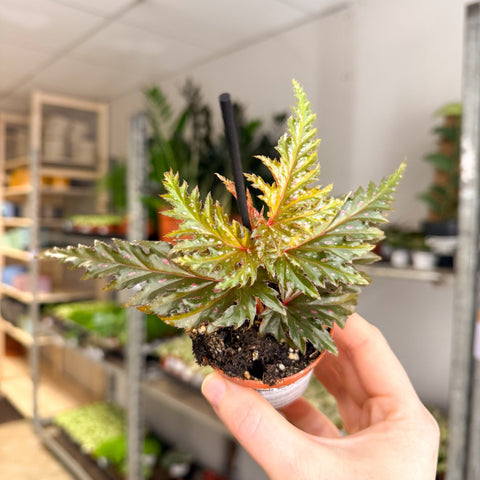 Begonia ‘Seratipetala’ – Angel Wing Begonia - Sprouts of Bristol