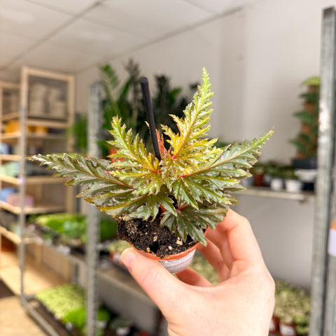 Begonia ‘Seratipetala’ – Angel Wing Begonia - Sprouts of Bristol