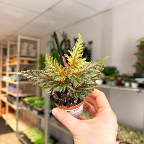 Begonia ‘Seratipetala’ – Angel Wing Begonia - Sprouts of Bristol