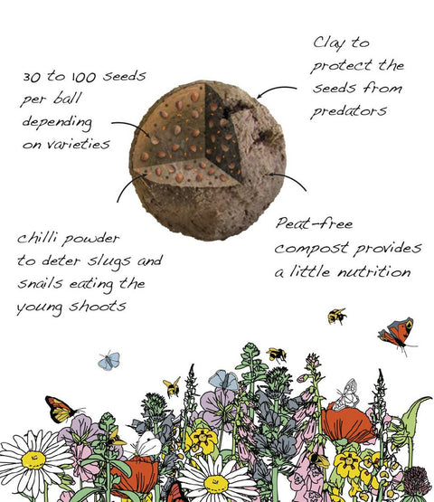 Butterfly Mix - Wildflower Grab Bag - Sprouts of Bristol