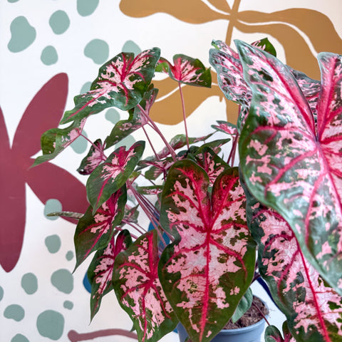 Caladium 'Carolyn Whorton' - Sprouts of Bristol