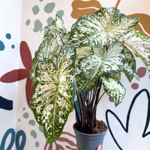 Caladium 'Snow Flurry' - Sprouts of Bristol