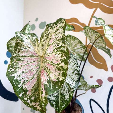 Caladium 'Snow Flurry' - Sprouts of Bristol