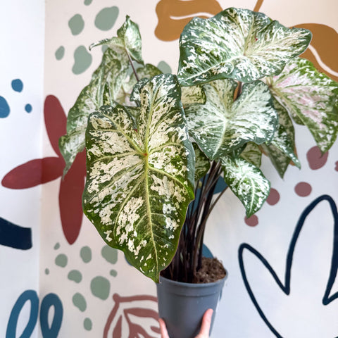 Caladium 'Snow Flurry' - Sprouts of Bristol