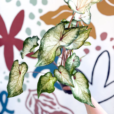 Caladium 'White Wonder' - Sprouts of Bristol