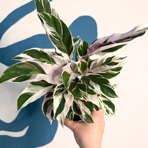 Calathea lietzei 'White Fusion' - Sprouts of Bristol
