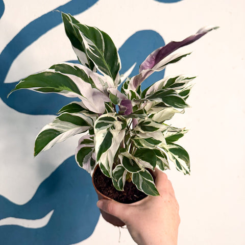 Calathea lietzei 'White Fusion' - Sprouts of Bristol
