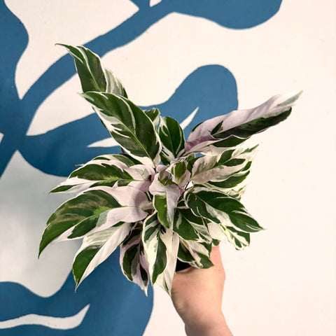 Calathea lietzei 'White Fusion' - Sprouts of Bristol