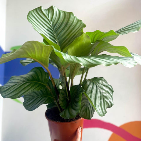 Calathea orbifolia - Sprouts of Bristol