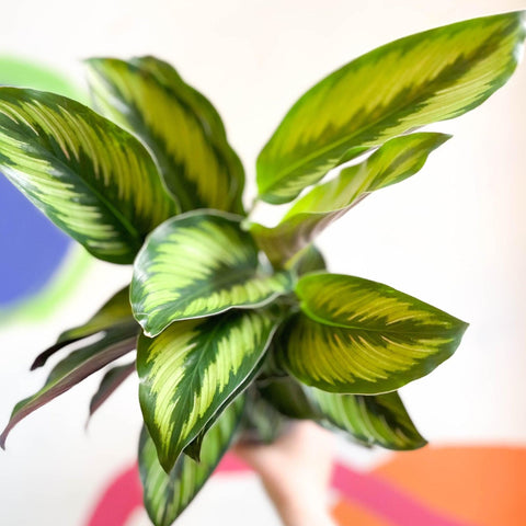 Calathea ornata 'Beauty Star' - Sprouts of Bristol
