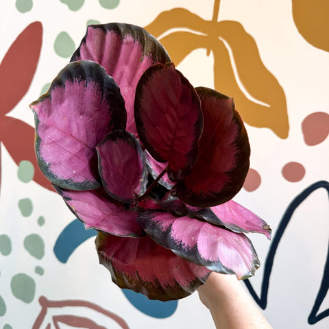 Calathea roseopicta 'Crimson' - Sprouts of Bristol