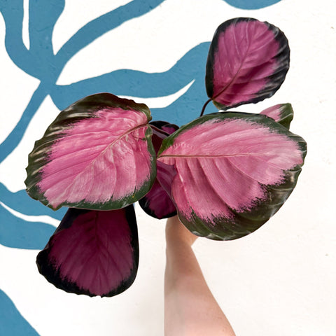 Calathea roseopicta 'Mysty Red' - Sprouts of Bristol