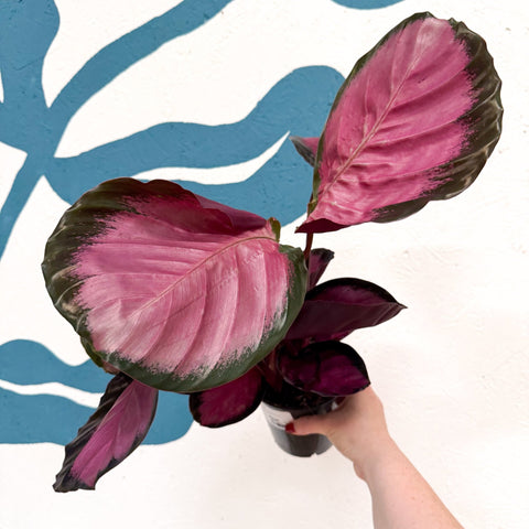 Calathea roseopicta 'Mysty Red' - Sprouts of Bristol
