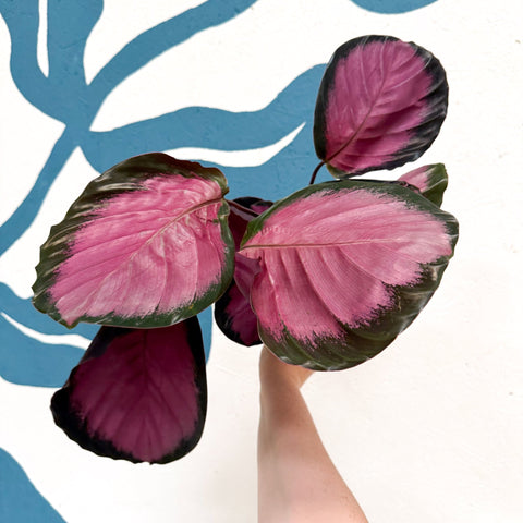 Calathea roseopicta 'Mysty Red' - Sprouts of Bristol