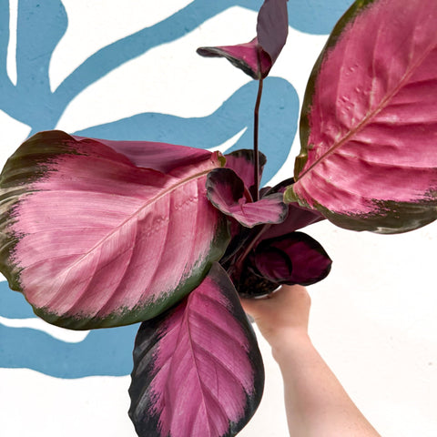 Calathea roseopicta 'Mysty Red' - Sprouts of Bristol